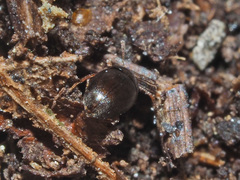 Nargus anisotomoides