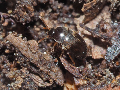 Nargus anisotomoides