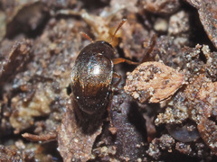Nargus anisotomoides