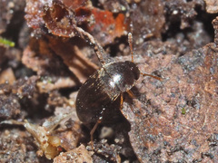 Nargus anisotomoides