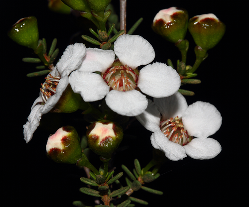 Euryomyrtus leptospermoides · NaturaLista Mexico