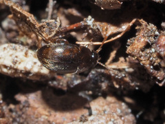 Nargus anisotomoides