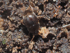 Nargus anisotomoides