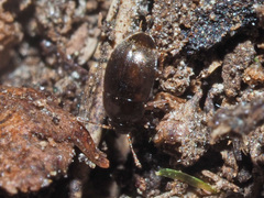 Nargus anisotomoides