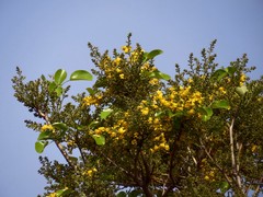 Pterocarpus santalinus