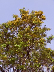 Pterocarpus santalinus