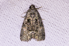 Eustrotiinae