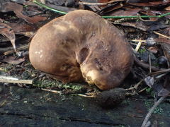 Lactifluus leonardii