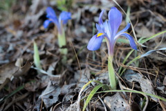 Iris verna