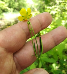 Ranunculus acris