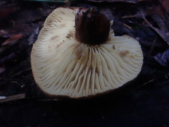 Lactifluus leonardii