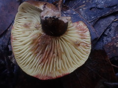 Lactifluus leonardii
