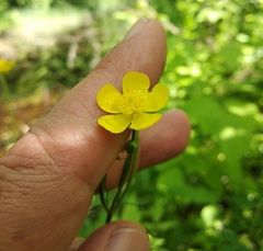 Ranunculus acris