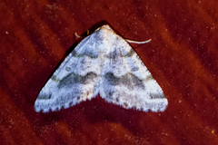 Macaria pallipennata