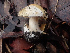 Cortinarius phalarus
