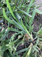 Apis mellifera