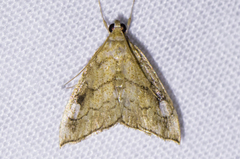 Scybalistodes periculosalis