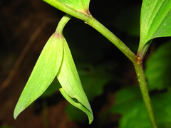 Polygonatum involucratum