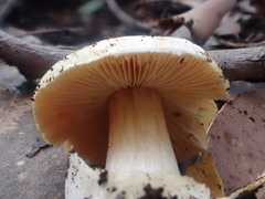 Cortinarius phalarus