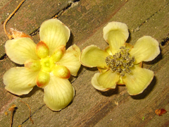 Actinidia arguta