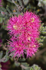 Melaleuca genialis
