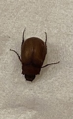 Maladera insanabilis