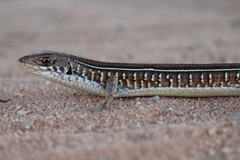 Gerrhosaurus nigrolineatus