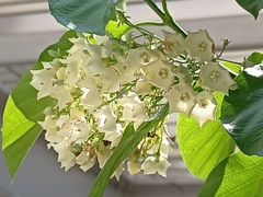 Vallaris glabra