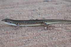 Gerrhosaurus nigrolineatus