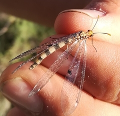 Megistopus flavicornis