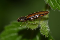 Athous vittatus
