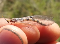 Megistopus flavicornis