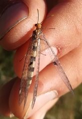 Megistopus flavicornis
