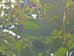 Anthene emolus goberus