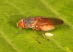 Brachyopa scutellaris