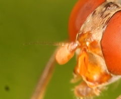 Brachyopa scutellaris