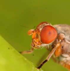 Brachyopa scutellaris