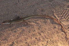 Gerrhosaurus nigrolineatus