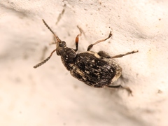 Bruchus atomarius