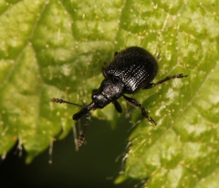 Neocoenorrhinus pauxillus
