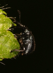 Neocoenorrhinus pauxillus
