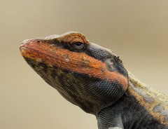 Psammophilus dorsalis