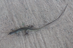 Gerrhosaurus nigrolineatus