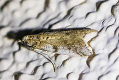 Laetilia dilatifasciella