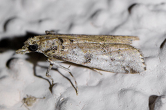 Laetilia dilatifasciella