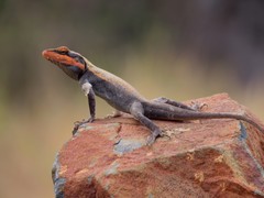 Psammophilus dorsalis