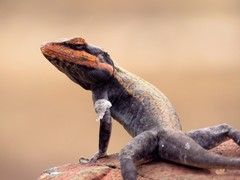 Psammophilus dorsalis