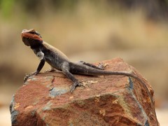 Psammophilus dorsalis