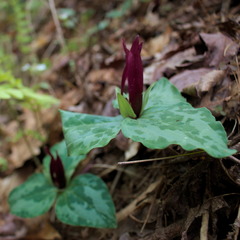 Trillium decumbens