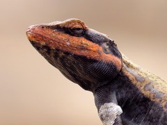 Psammophilus dorsalis